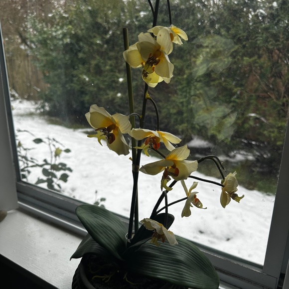 Moth orchid in round pot - Picture 2 of 3